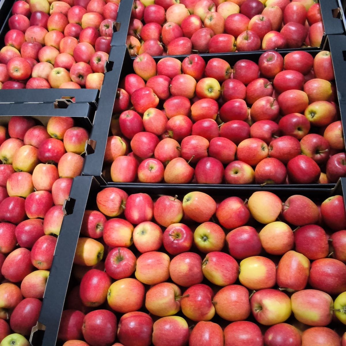 Kratten vol rode appels in supermarkt
