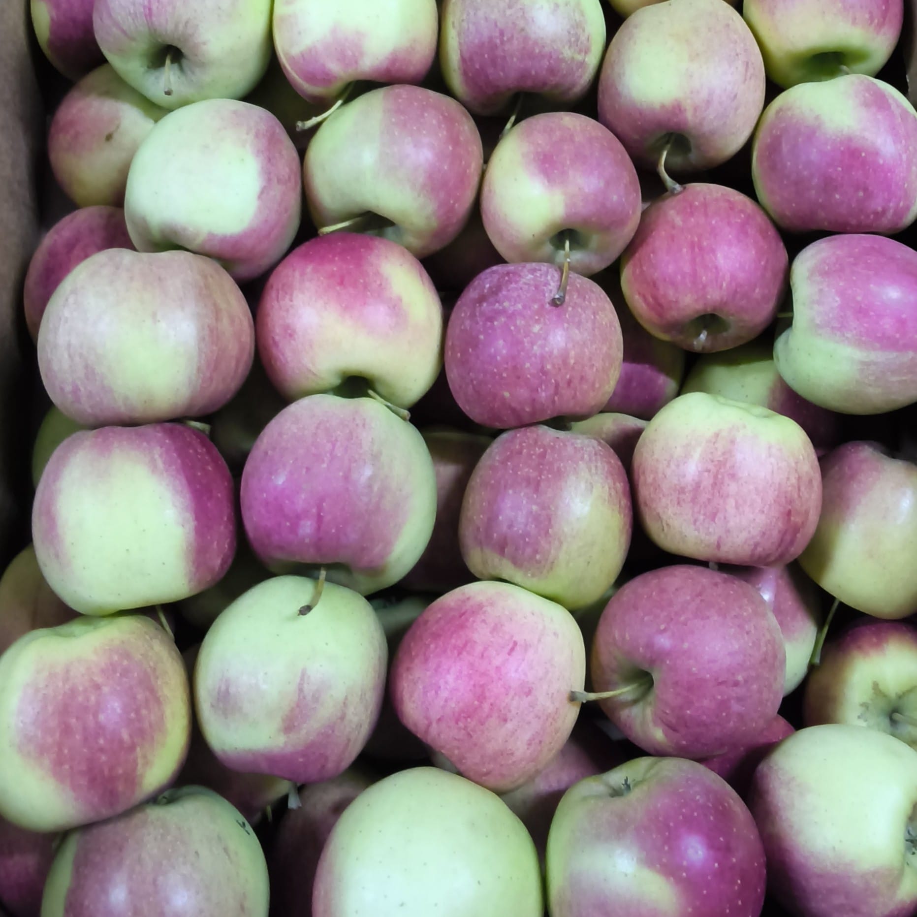appels