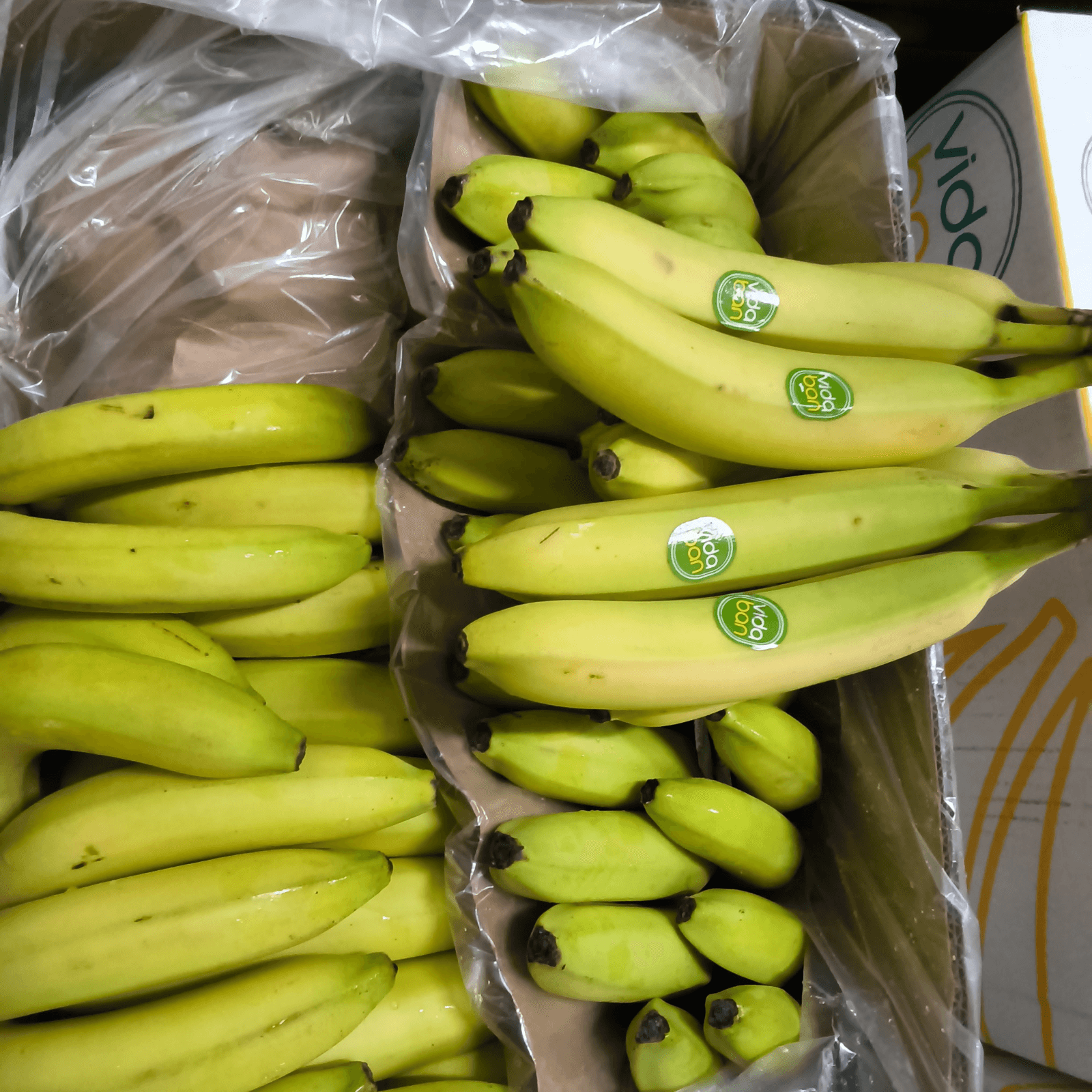 Trossen groene bananen in plastic verpakkingen