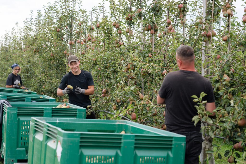peren plukken | schoolfruit
