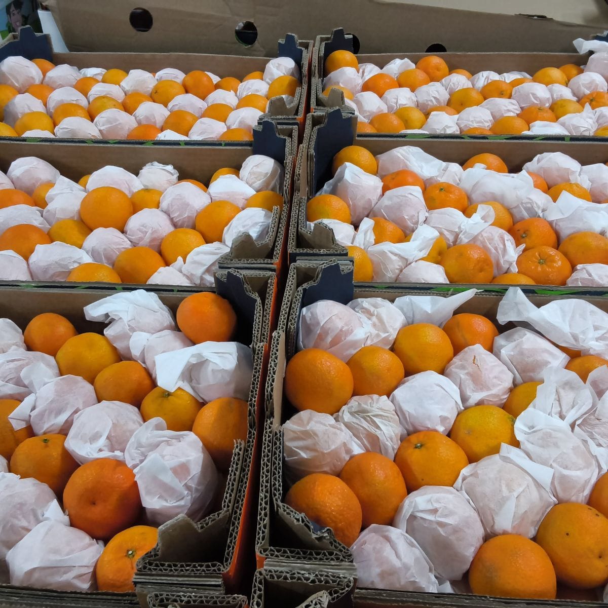 Krates met sinaasappels in dozen met wit papier