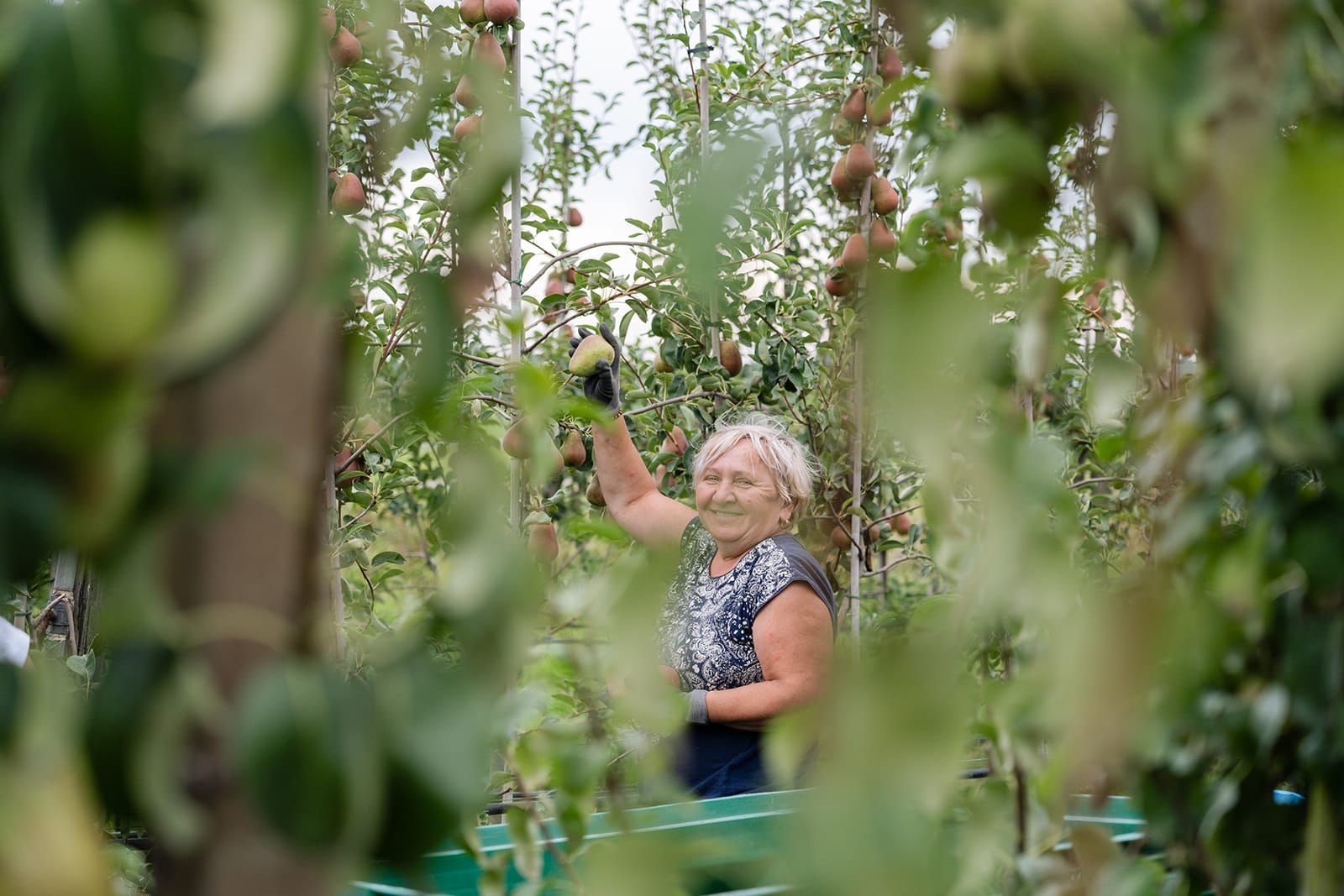 peren plukken | schoolfruit